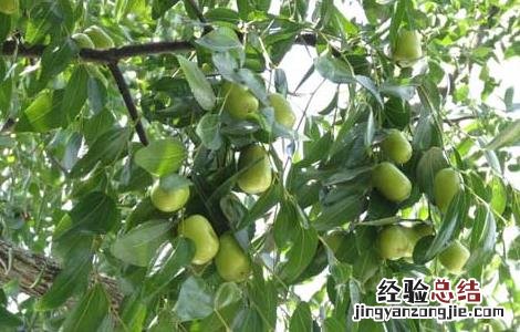 枣树修剪技术 枣树修剪技术视频