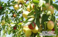枣树修剪技术 枣树修剪技术视频