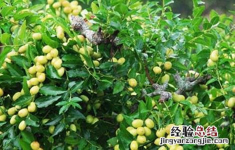 枣树修剪技术 枣树修剪技术视频