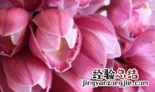 大花蕙兰适合送人吗 大花蕙兰适合送给什么人