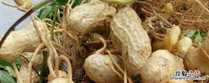 花生发芽的过程 花生发芽的过程记录