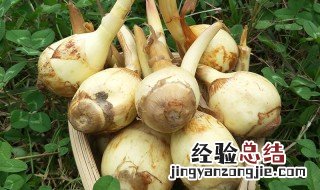 茨菇怎么去皮 茨菇怎么去皮,视频