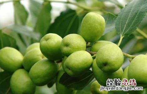 枣树结果多少年 枣树几年结果