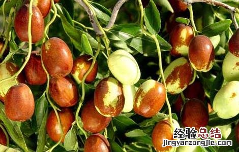 枣树嫁接方法和技术视频讲解 枣树嫁接方法