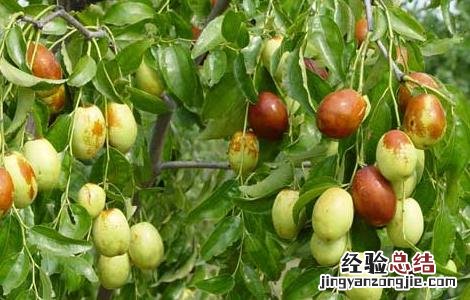 枣树嫁接方法和技术视频讲解 枣树嫁接方法