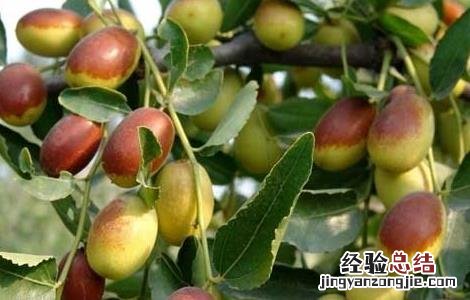 枣树嫁接方法和技术视频讲解 枣树嫁接方法