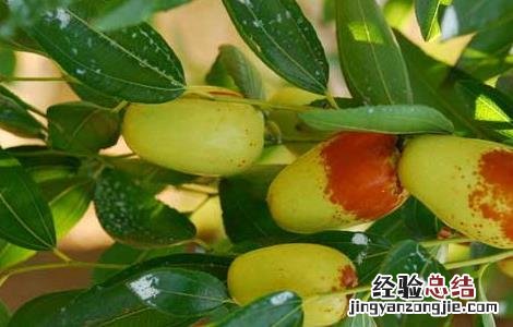 枣树嫁接方法和技术视频讲解 枣树嫁接方法