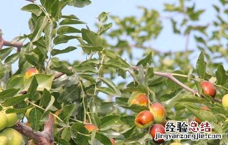 枣树嫁接方法和技术视频讲解 枣树嫁接方法