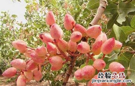 开心果树种植条件 开心果树种植条件和方法