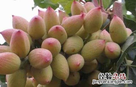 开心果树种植条件 开心果树种植条件和方法