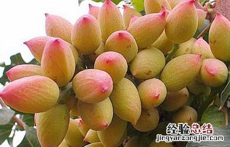 果树病虫害防治新技术 开心果树病虫害防治技术