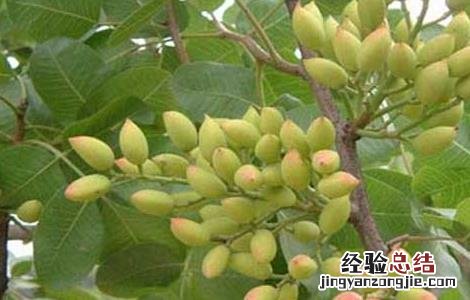果树病虫害防治新技术 开心果树病虫害防治技术