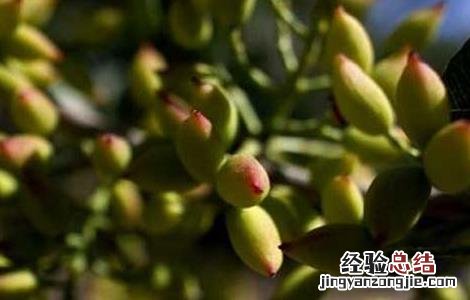果树病虫害防治新技术 开心果树病虫害防治技术