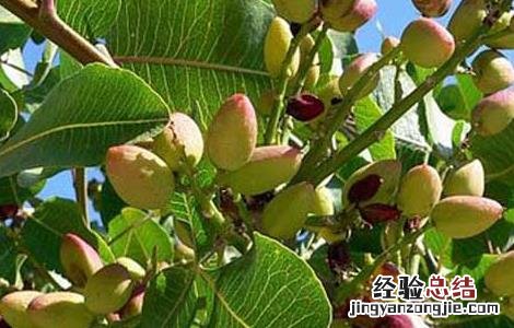 果树病虫害防治新技术 开心果树病虫害防治技术