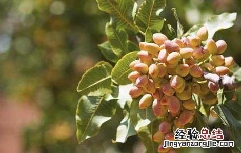 果树病虫害防治新技术 开心果树病虫害防治技术