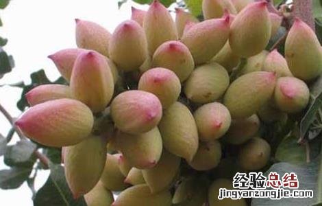 果树病虫害防治新技术 开心果树病虫害防治技术