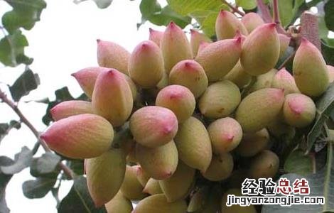 开心果树几年结果子 开心果树几年结果