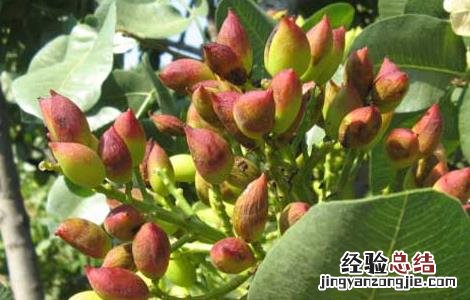 开心果树几年结果子 开心果树几年结果