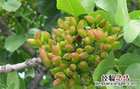 开心果树几年结果子 开心果树几年结果