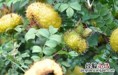 刺梨种植技术视频 刺梨种植技术
