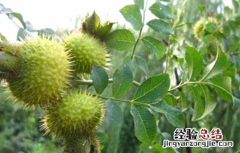 刺梨种植技术视频 刺梨种植技术