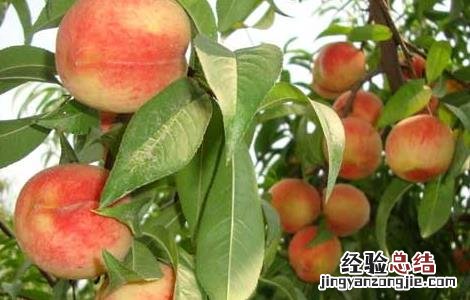 北方桃子什么时候成熟 桃子什么时候成熟