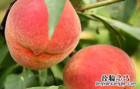 北方桃子什么时候成熟 桃子什么时候成熟