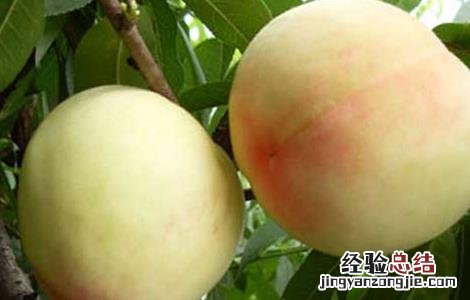 北方桃子什么时候成熟 桃子什么时候成熟