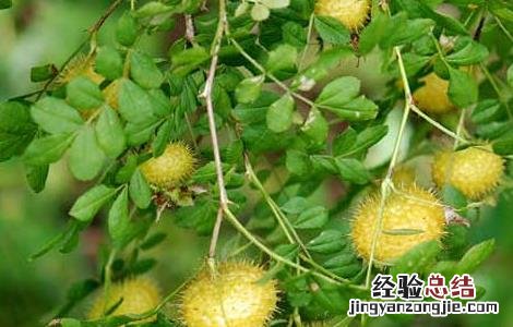 刺梨的原产地 刺梨的产地分布