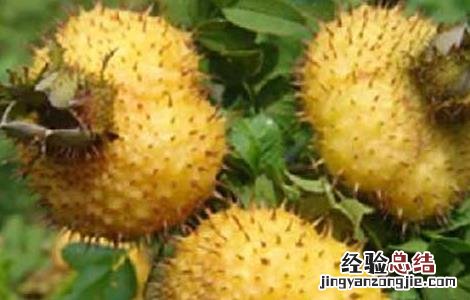 刺梨的原产地 刺梨的产地分布