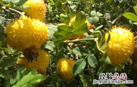 刺梨的原产地 刺梨的产地分布