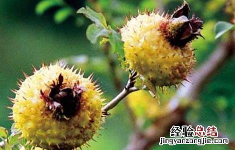 刺梨的原产地 刺梨的产地分布