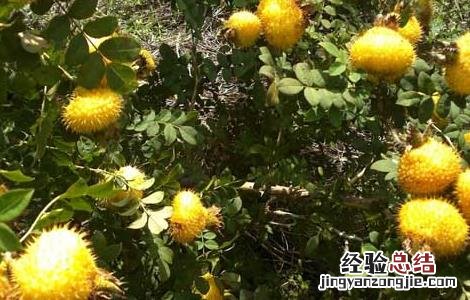 刺梨的原产地 刺梨的产地分布