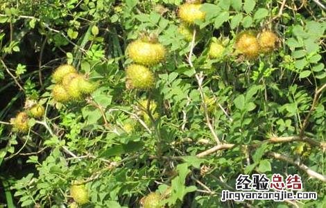 刺梨的原产地 刺梨的产地分布