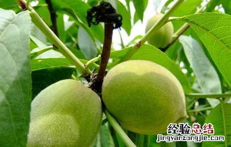 桃的主要产区 桃的产地分布