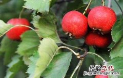 山楂的产地分布 山楂的产地分布 农业百科