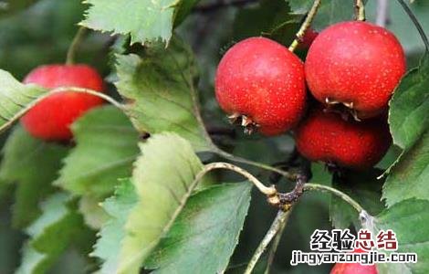 山楂的产地分布 山楂的产地分布 农业百科