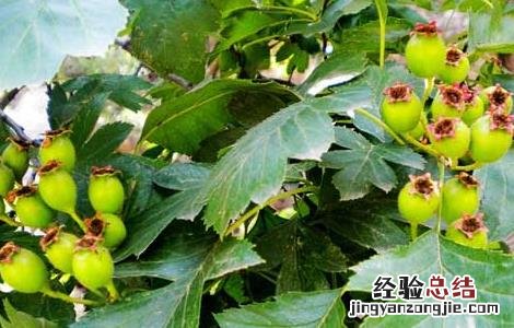 山楂的产地分布 山楂的产地分布 农业百科