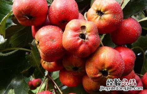 山楂的产地分布 山楂的产地分布 农业百科