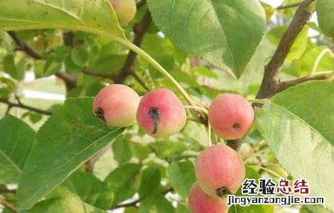 山楂的产地分布 山楂的产地分布 农业百科