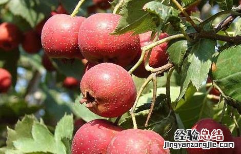 山楂几月份成熟 山楂几月份成熟采摘 承德