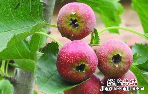 山楂几月份成熟 山楂几月份成熟采摘 承德