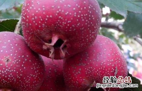 山楂几月份成熟 山楂几月份成熟采摘 承德