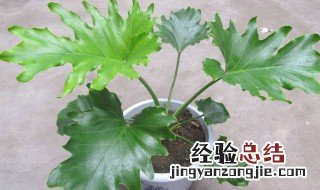 春羽适合送给什么人 春羽的摆放