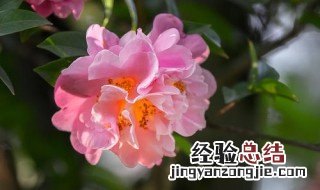 山茶花是哪个地方的市花 山茶花是哪个市市花
