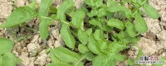 芝麻菜为啥叫芝麻菜 芝麻菜是什么菜