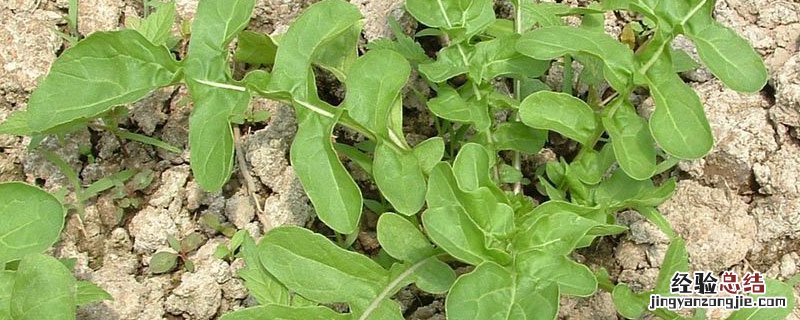 芝麻菜为啥叫芝麻菜 芝麻菜是什么菜