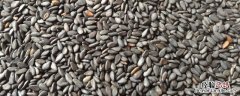 芝麻属于什么类 芝麻属于什么类食品