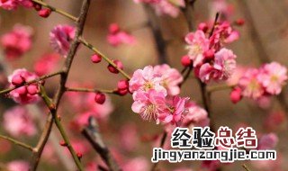 梅花怎么做吃的 梅花怎么做好吃