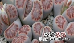 夏天为什么多肉不好养 夏天的多肉为啥不好养